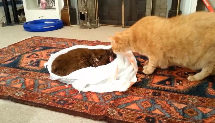 十大外围足球平台app