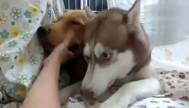 十大外围足球平台app手机版