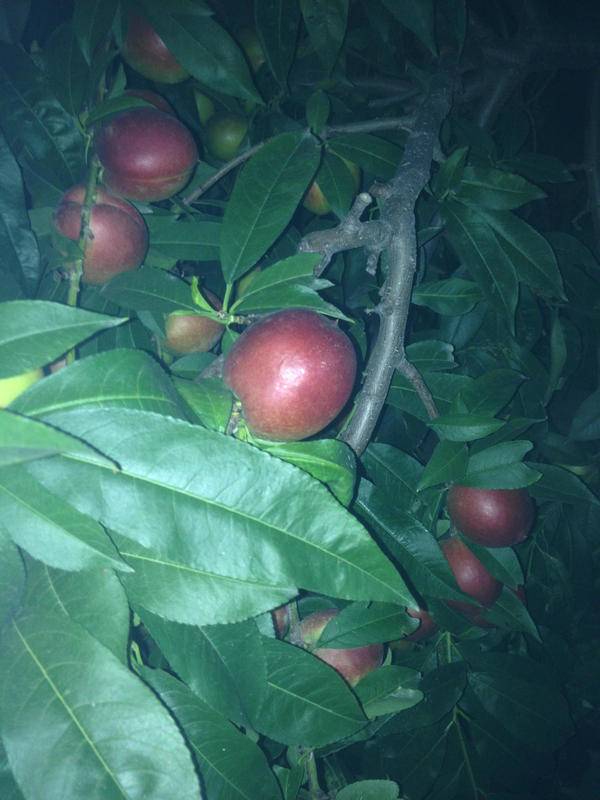 十大外围足球平台app手机版