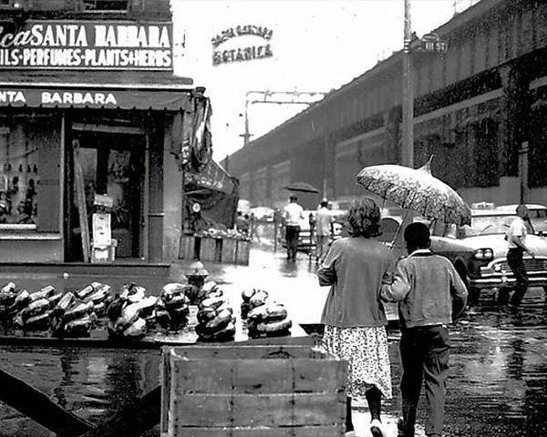 再见“绿萝” 阳台养此种果树 赏花、吃果两不误 好养又易活“十大外围足球大平台”(图5) 十大外围足球平台app手机版