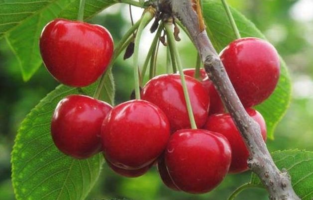 再见“绿萝” 阳台养此种果树 赏花、吃果两不误 好养又易活“十大外围足球大平台”(图2)
再见“绿萝” 阳台养此种果树 赏花、吃果两不误 好养又易活“十大外围足球大平台”(图2)