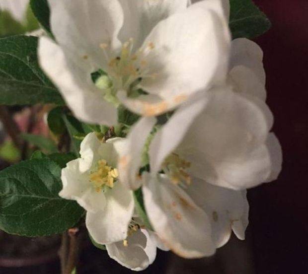 再见“绿萝” 阳台养此种果树 赏花、吃果两不误 好养又易活“十大外围足球大平台”(图4)
再见“绿萝” 阳台养此种果树 赏花、吃果两不误 好养又易活“十大外围足球大平台”(图4)