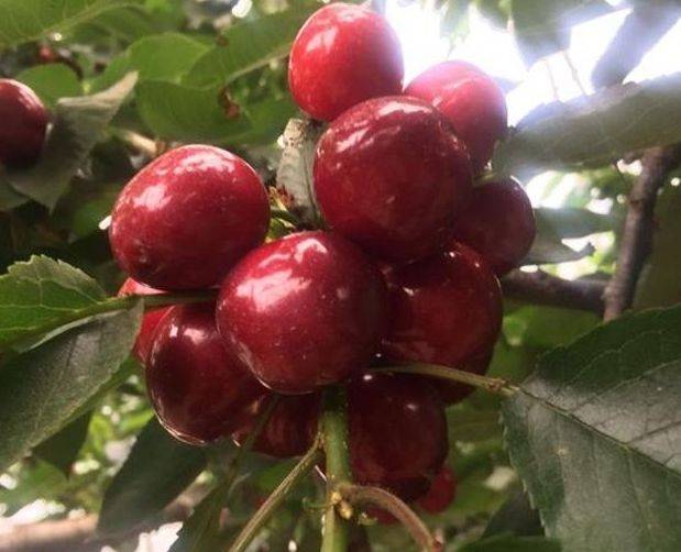 再见“绿萝” 阳台养此种果树 赏花、吃果两不误 好养又易活“十大外围足球大平台”(图6)
再见“绿萝” 阳台养此种果树 赏花、吃果两不误 好养又易活“十大外围足球大平台”(图6)