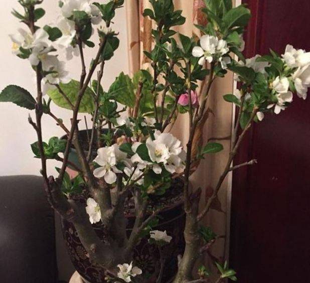 再见“绿萝” 阳台养此种果树 赏花、吃果两不误 好养又易活“十大外围足球大平台”(图8)
再见“绿萝” 阳台养此种果树 赏花、吃果两不误 好养又易活“十大外围足球大平台”(图8)