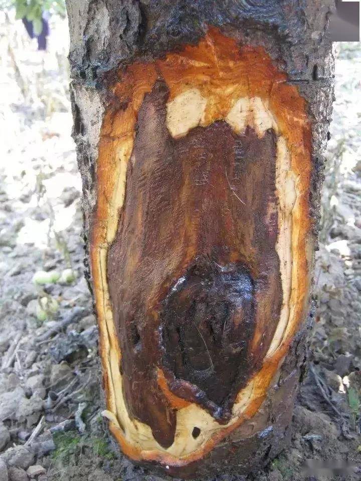 
果树伤口掩护剂并不神秘！自己在家也能配！配方公然了|十大外围足球大平台(图3)