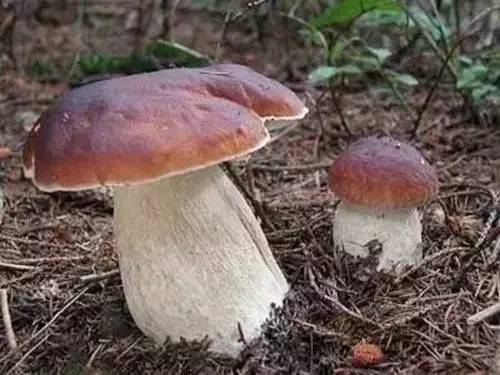 十大外围足球平台app手机版