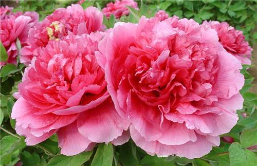 十大外围足球平台app