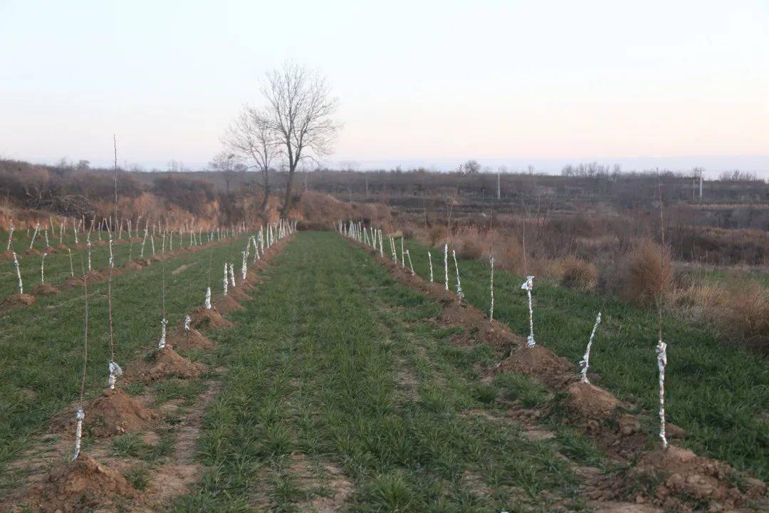 十大外围足球大平台|
【回眸“十三五” 聚力再出发】 生态林业篇(图11)