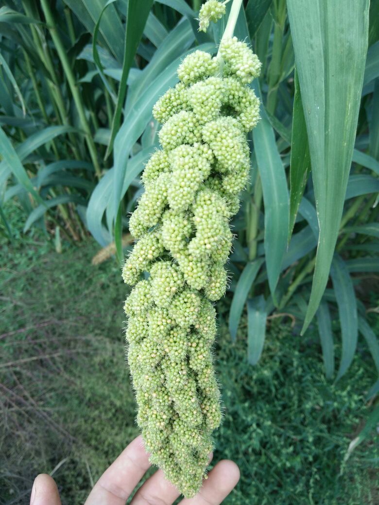 十大外围足球平台app手机版-我校民盟盟员获“庆祝中华人民共和国成立70周年”纪念章(图2) 十大外围足球平台app手机版