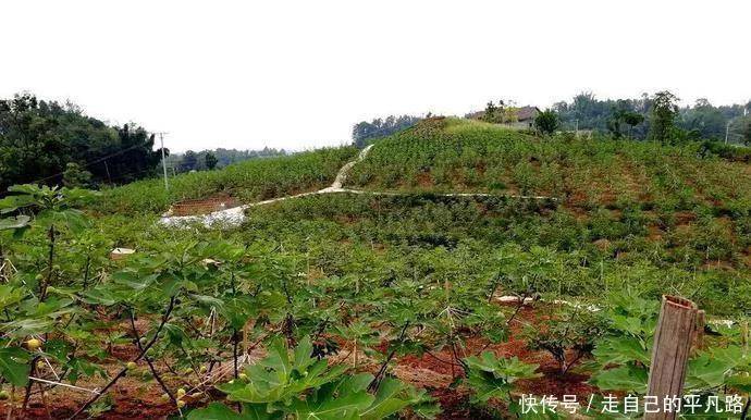 十大外围足球平台app|
全球公认投产最快的果树 当年栽种产量可达千斤 能一连收50年！(图1)