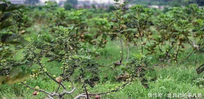 十大外围足球平台app|
全球公认投产最快的果树 当年栽种产量可达千斤 能一连收50年！(图4)