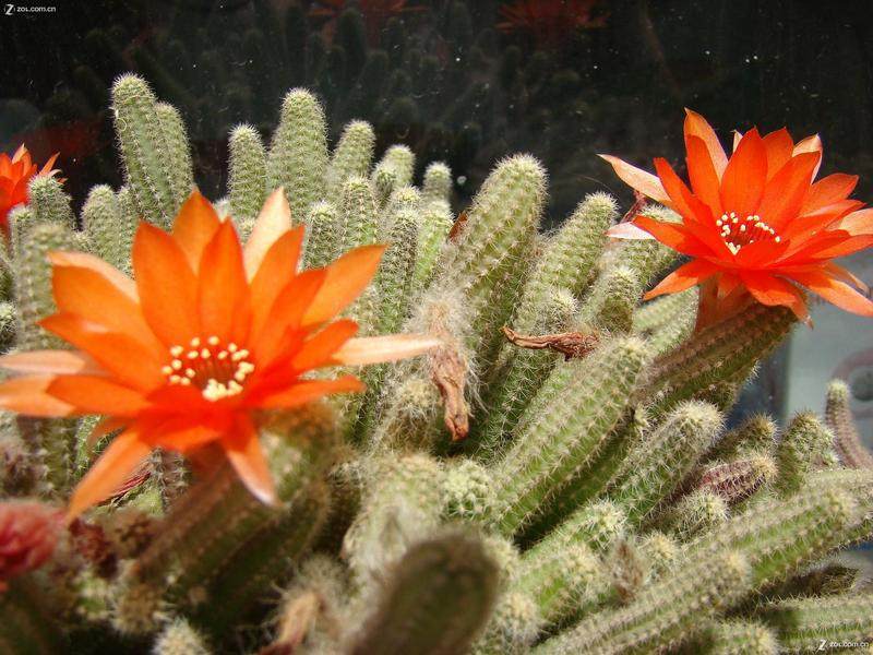 十大外围足球平台app手机版