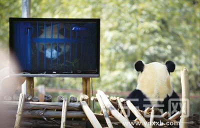 十大外围足球平台app手机版-
资阳市乐成举行“车工业”科技论文评审会(图1) 十大外围足球平台app手机版