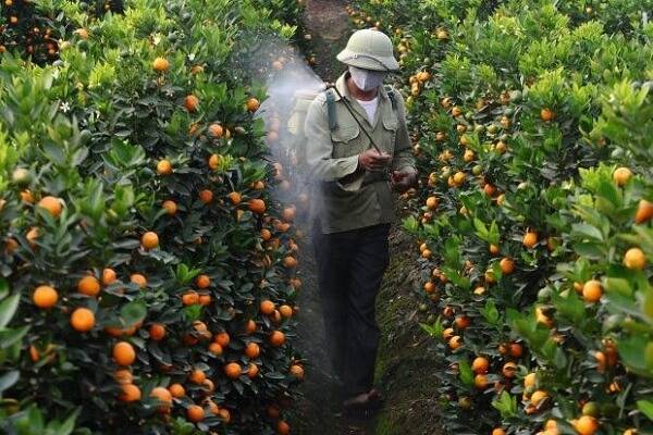 柑橘全年打药时间表_十大外围足球平台app手机版(图4)
柑橘全年打药时间表_十大外围足球平台app手机版(图4)